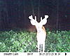 Some of my bucks (Some pictures may be a little nasty...)-sunp0053.jpg