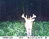 Some of my bucks (Some pictures may be a little nasty...)-sunp0048.jpg