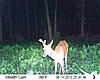 Some of my bucks (Some pictures may be a little nasty...)-sunp0033.jpg