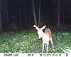 Some of my bucks (Some pictures may be a little nasty...)-sunp0028.jpg
