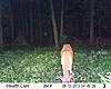 Some of my bucks (Some pictures may be a little nasty...)-sunp0029.jpg