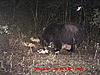 2010 Wisconsin Bear Baiting Pics-2010-bear-zone-114.jpg