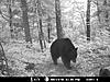 2010 Wisconsin Bear Baiting Pics-2010-bear-zone-river-051.jpg