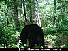 2010 Wisconsin Bear Baiting Pics-2010-bear-zone-river-067.jpg