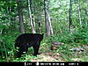 2010 Wisconsin Bear Baiting Pics-2010-bear-zone-river-034.jpg