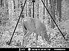 Not very happy about my moultrie I40 ;-(-mdgc0275-1800-x-1350-.jpg