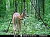 Not very happy about my moultrie I40 ;-(-mdgc0286-1800-x-1350-.jpg