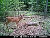 bucks getting bigger-mdgc0008.jpg