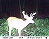 my buck of the week :)-wide.jpg