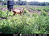 two bucks from MN aging help-mdgc0011.jpg