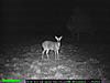 2010 Hunting Net Trail camera pictures!-001.jpg