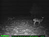 2010 Hunting Net Trail camera pictures!-002.jpg