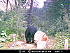 2010 Wisconsin Bear Baiting Pics-2010-bear-zone-dads-100.jpg