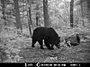 2010 Wisconsin Bear Baiting Pics-2010-bear-zone-river-050.jpg