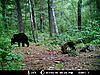 2010 Wisconsin Bear Baiting Pics-2010-bear-zone-river-035.jpg