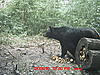 2010 Wisconsin Bear Baiting Pics-2010-bear-zone-tonys-156.jpg