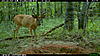 New buck pictures-2010-07-04-19-36-09-m-2_2.jpg