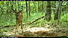 New buck pictures-2010-07-07-14-44-56-m-2_2.jpg