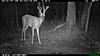 New buck pictures-2010-07-09-05-15-13-m-2_2.jpg