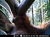 Elk Scouting pics-bull-elk-3.jpg