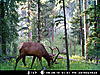 Elk Scouting pics-bull-elk-5.jpg