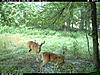 2010 Hunting Net Trail camera pictures!-2010-07-01-05-58-40-m-1_2.jpg