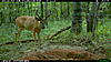 2010 Hunting Net Trail camera pictures!-2010-07-04-19-36-04-m-1_2.jpg