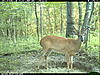 2010 Hunting Net Trail camera pictures!-2010-06-18-07-07-49-m-1_2.jpg