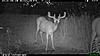 2010 Hunting Net Trail camera pictures!-2010-06-24-21-02-19-m-1_2.jpg