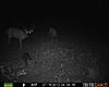 one more nice buck from the truth cam, and a couple small ones-prms0225.jpg