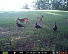 one more nice buck from the truth cam, and a couple small ones-prms0397.jpg