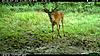 Lots of nice bucks this week-2010-07-21-19-26-30-m-2_2.jpg