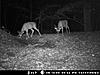 PA bucks and pics-mdgc0151.jpg