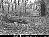 PA bucks and pics-mdgc0213.jpg