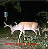 yard deer-2-.jpg