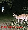 yard deer-2d.jpg