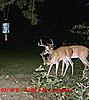 yard deer-2e.jpg