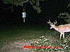 yard deer-mdgc0161.jpg