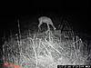 Wildgame Innovations Cam - Not Bad-night-pic.jpg