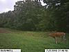 Food plot is starting to work-food-plot-small-web.jpg