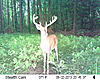 Nice Buck from this Week-sunp0061.jpg