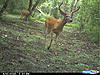 New pics and a clover ?.-trail-cam-004.jpg