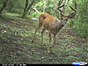 New pics and a clover ?.-trail-cam-005.jpg