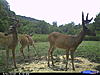 New pics and a clover ?.-trail-cam-075.jpg