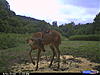 New pics and a clover ?.-trail-cam-095.jpg