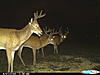 New pics and a clover ?.-trail-cam-123.jpg