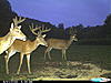 New pics and a clover ?.-trail-cam-173.jpg