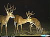 New pics and a clover ?.-trail-cam-247.jpg