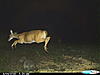 New pics and a clover ?.-trail-cam-289.jpg