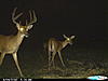 New pics and a clover ?.-trail-cam-303.jpg
